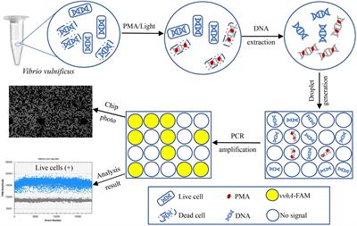 An Assay Combining Droplet Digital PCR With Propidium Monoazide Treatment for the Accurate Detection of Live Cells of Vibrio vulnificus in Plasma Samples